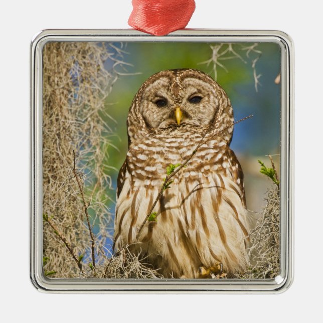 Barred Owl (Strix varia) in Zypressenbaum Ornament Aus Metall (Vorne)