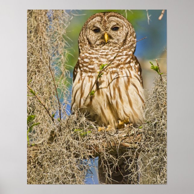 Barred Owl (Strix varia) in Zypressenbaum Poster (Vorne)