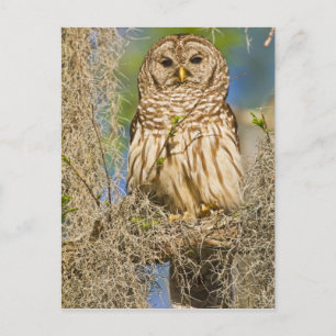 Barred Owl (Strix varia) in Zypressenbaum Postkarte