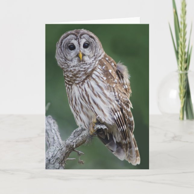 Barred Owl (Strix varia) Karte (Vorderseite)