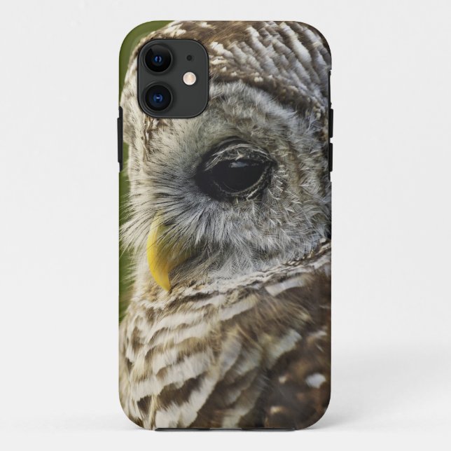 Barred Owl, Strix varia, Michigan Case-Mate iPhone Hülle (Rückseite)