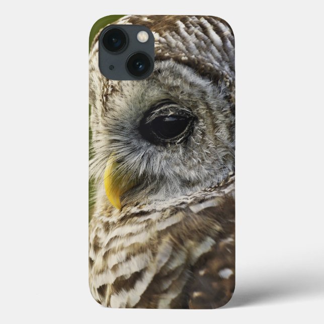 Barred Owl, Strix varia, Michigan Case-Mate iPhone Hülle (Rückseite)