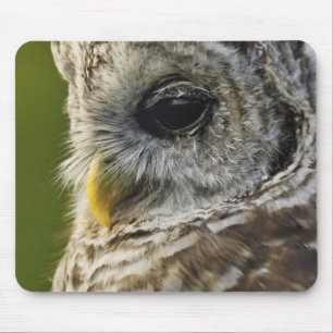 Barred Owl, Strix varia, Michigan Mousepad