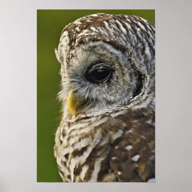 Barred Owl, Strix varia, Michigan Poster (Vorne)