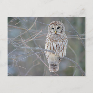Barred Owl Strix Varia Postkarte