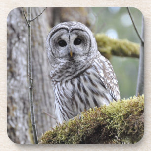 Barred Owl Untersetzer