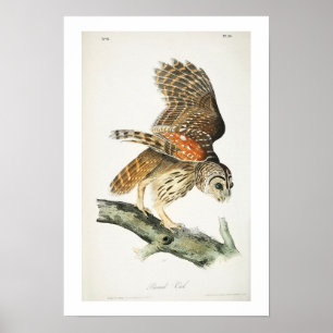 Barred Owl von Audubon Poster