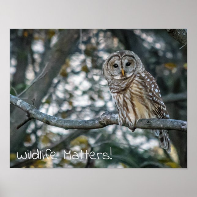Barred Owl Wildlife zählt! Poster (Vorne)