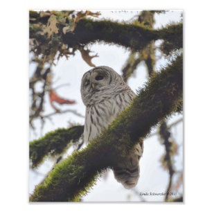 Barred Owl Winking Fotodruck