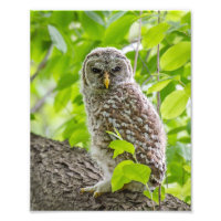 Barred Owlet in Leafy Canopy