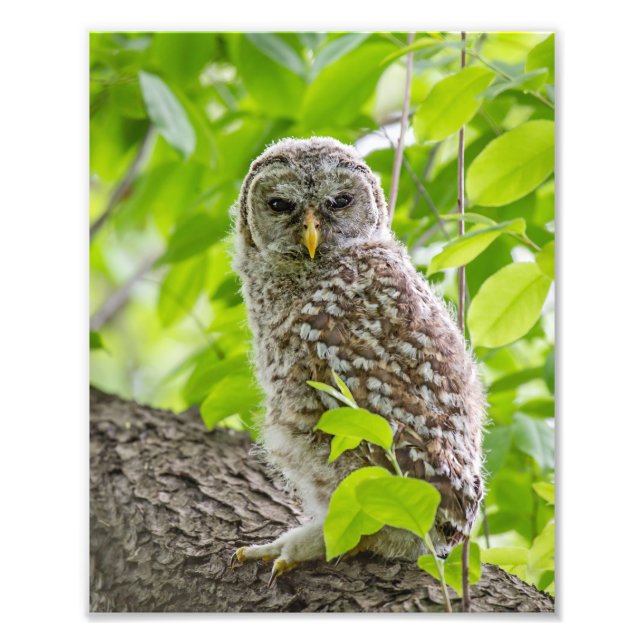 Barred Owlet in Leafy Canopy Fotodruck (Vorne)