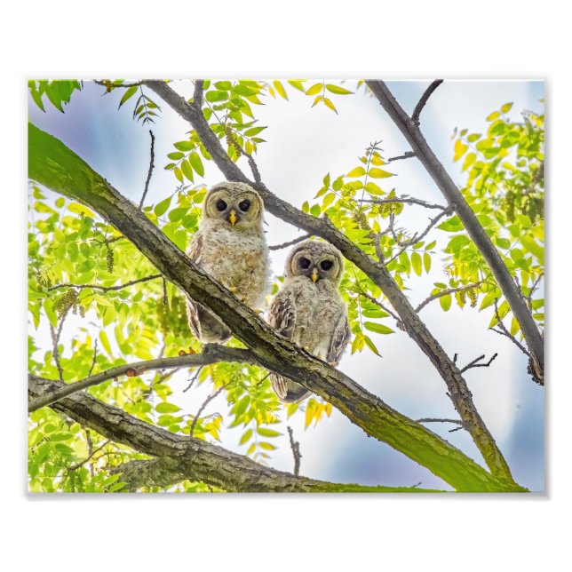 Barred Owlets Springtime Fotodruck (Vorne)