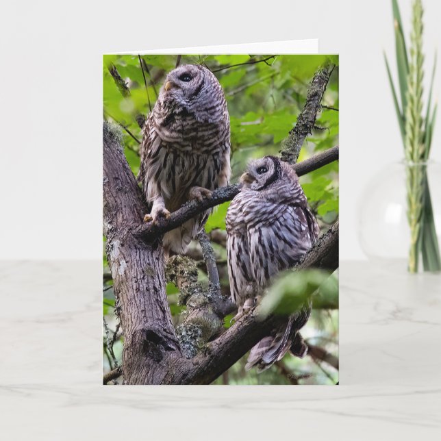 Barred Owls - Owlets Danke Karte (Vorderseite)