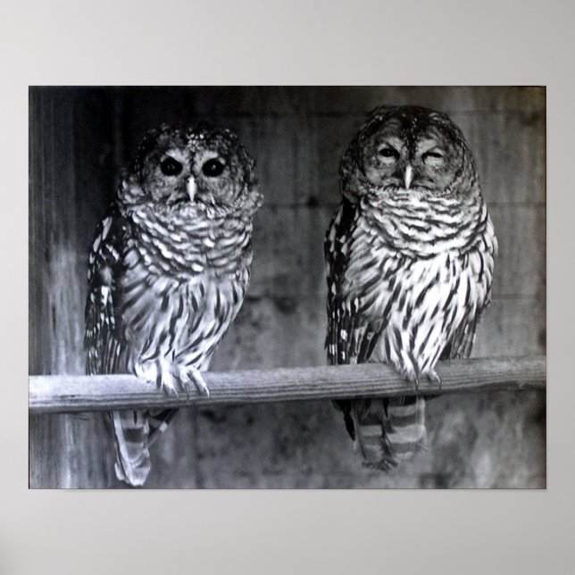 Barred Owls Poster (Vorne)