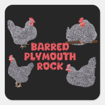 Barred Plymouth Rock Chickens
