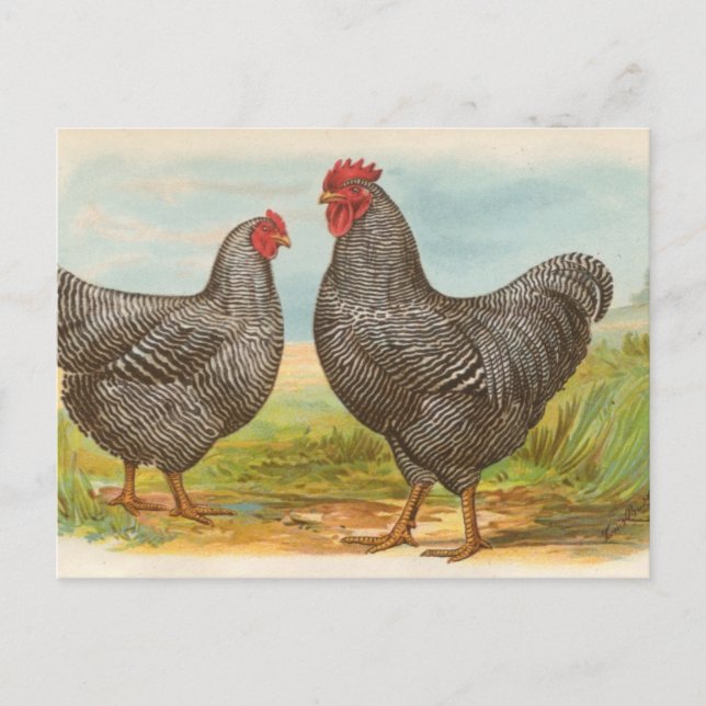 Barred Plymouth Rocks Postkarte (Vorderseite)