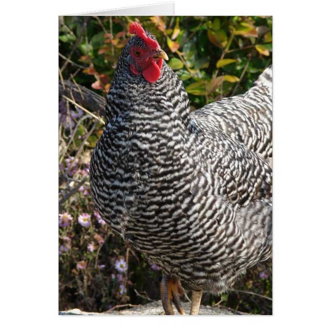 Barred Rock (Vorne)