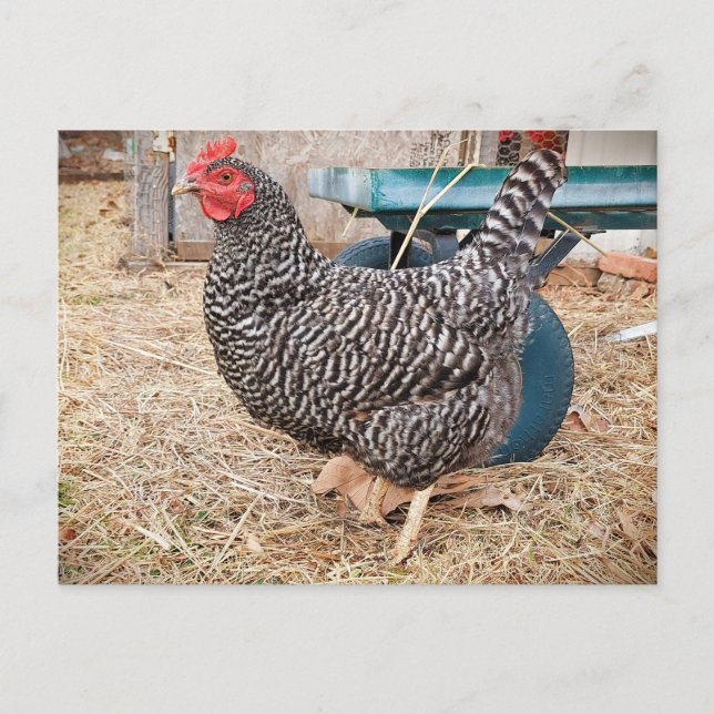 Barred Rock Chicken Postcard Postkarte (Vorderseite)