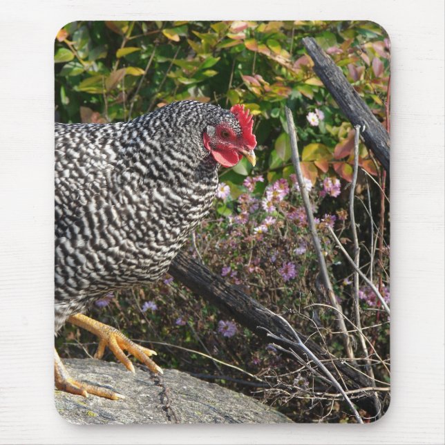 Barred Rock Hen Mousepad (Vorne)