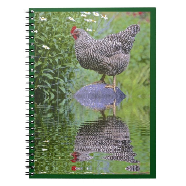 Barred Rock Hen Notizblock (Vorderseite)