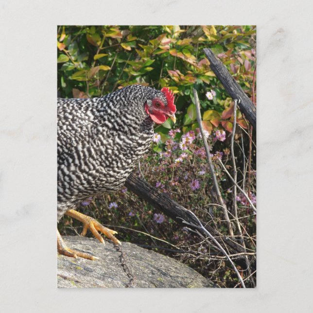 Barred Rock Hen Postkarte (Vorderseite)