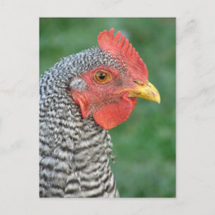Barred Rock Postkarte