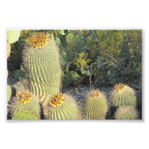 Barrel Cacti Foto Print