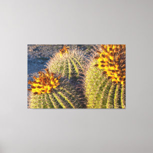 Barrel Cacti Leinwanddruck