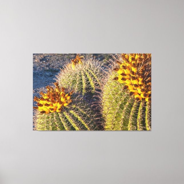 Barrel Cacti Leinwanddruck (Vorderseite)