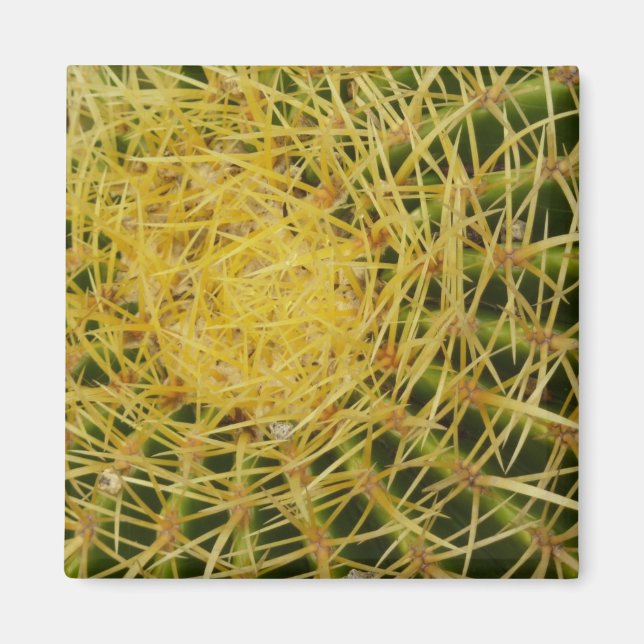 Barrel Cactus Closeup Abstrakt Naturefotografie Magnet (Vorne)