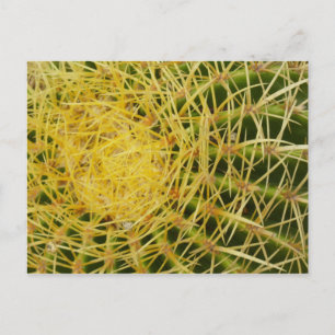 Barrel Cactus Closeup Abstrakt Naturefotografie Postkarte