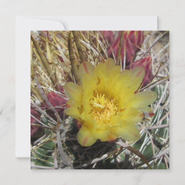 Barrel Cactus Fishaken Yellow (Vorderseite)