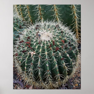 Barrel Cactus Foto Mexico Südwest Cacti Poster
