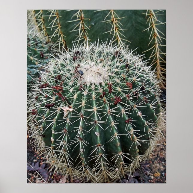 Barrel Cactus Foto Mexico Südwest Cacti Poster (Vorne)
