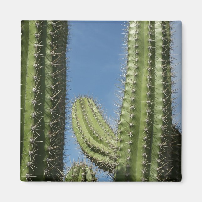 Barrel Cactus I Desert Foto Magnet (Vorne)