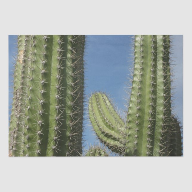 Barrel Cactus I Desert Foto Seidenpapier (Vorderseite)
