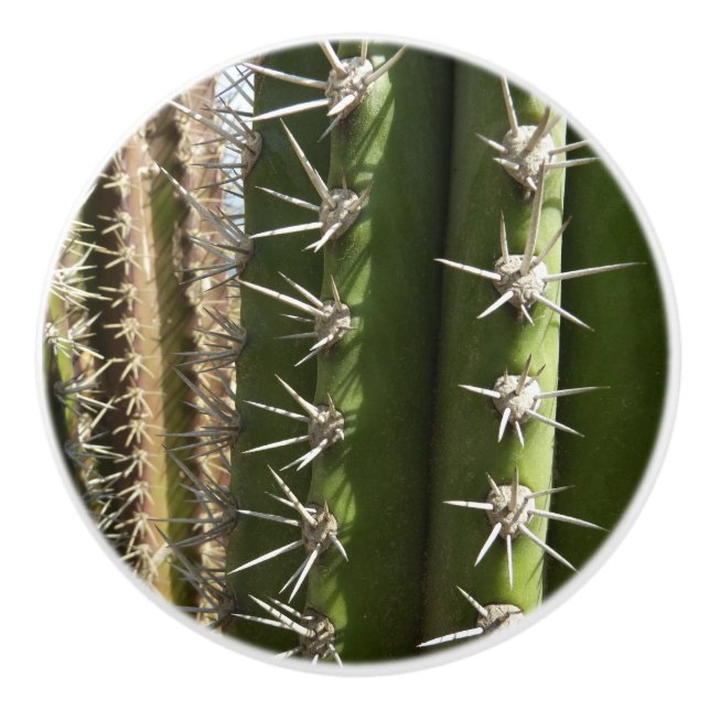 Barrel Cactus II Desert Nature Foto Keramikknauf (Vorderseite)