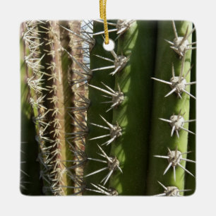 Barrel Cactus II Desert Nature Foto Keramikornament