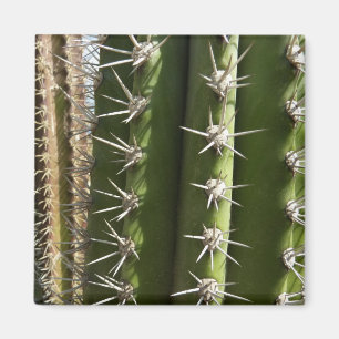 Barrel Cactus II Desert Nature Foto Magnet