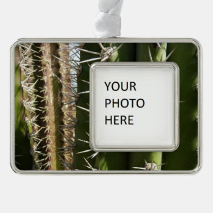 Barrel Cactus II Desert Nature Foto Rahmen-Ornament Silber