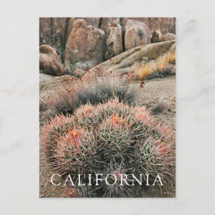 Barrel Cactus in California Postkarte