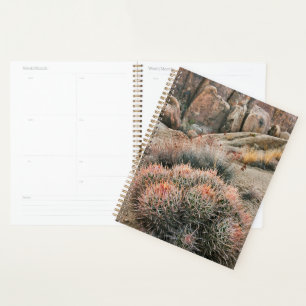 Barrel Cactus in Kalifornien Planer