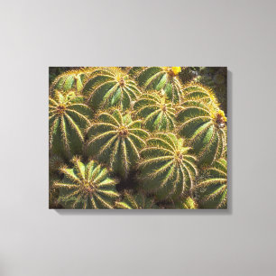 Barrel Cactus - Leinwand-Druck Leinwanddruck