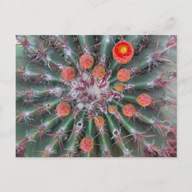 Barrel Cactus Postcard (Arizona) Postkarte (Vorderseite)