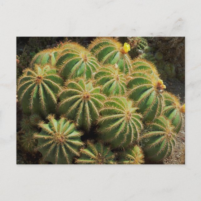 Barrel Cactus Postkarte (Vorderseite)