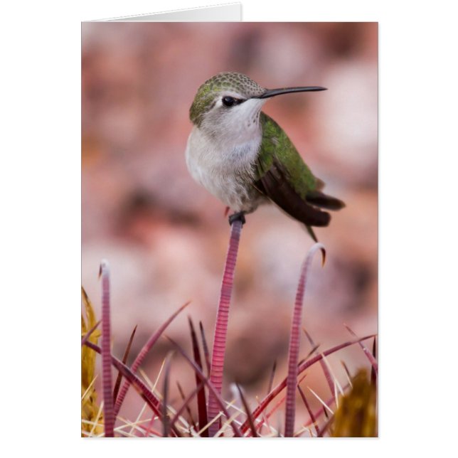 Barrel Cactus Roosting (Vorne)