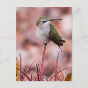 Barrel Cactus Roosting Postkarte