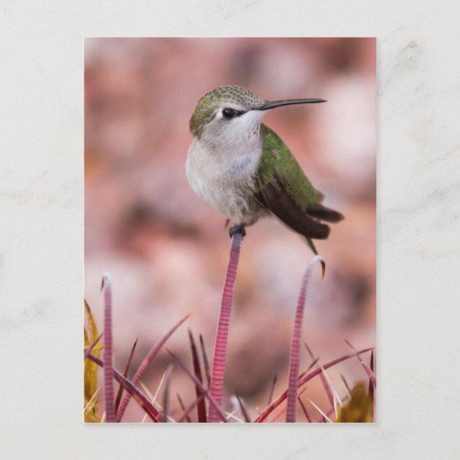 Barrel Cactus Roosting Postkarte (Vorderseite)