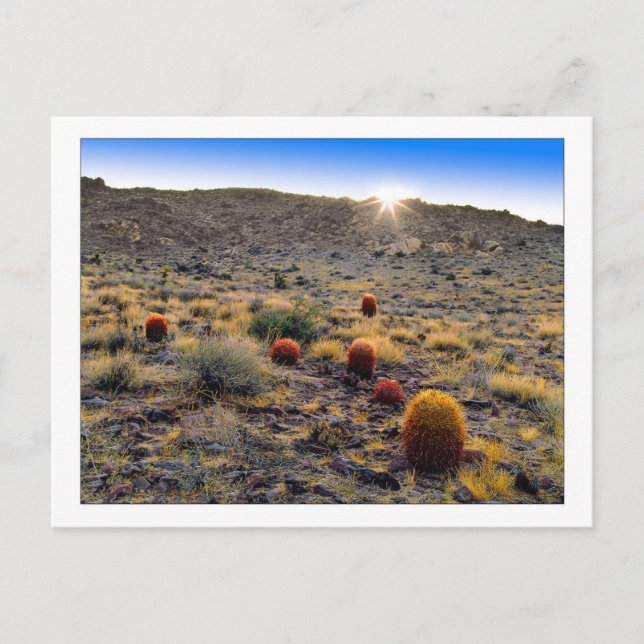 "Barrel Cactus Weck Up Call" Postkarte (Vorderseite)