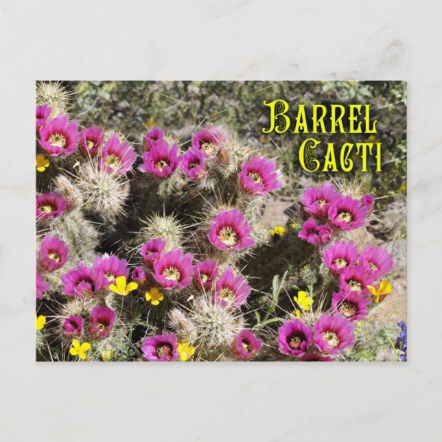 Barrel Kaktus in Blüte, Sonoran-Wüste, Arizona Postkarte (Vorderseite)